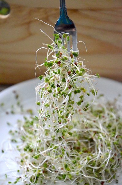 Broccoli sprouts. Credit: Pixabay/CC0 Public Domain