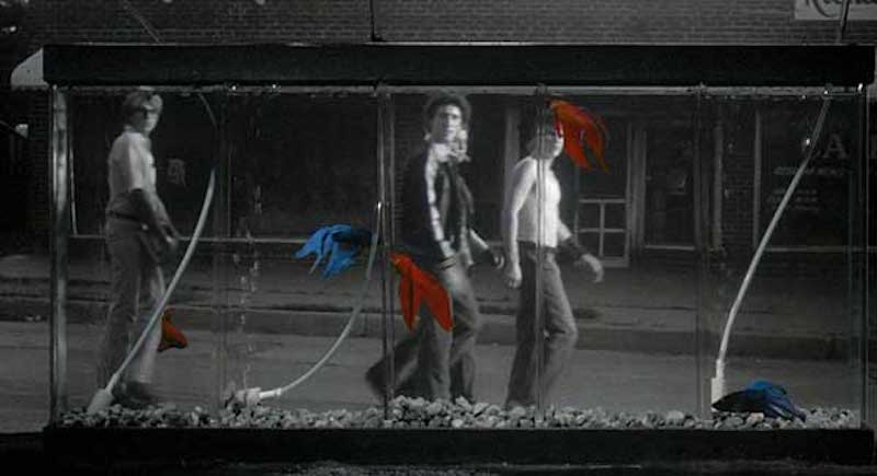 rumblefish1