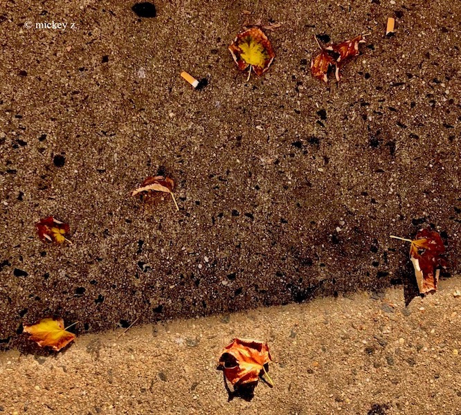 leaves2