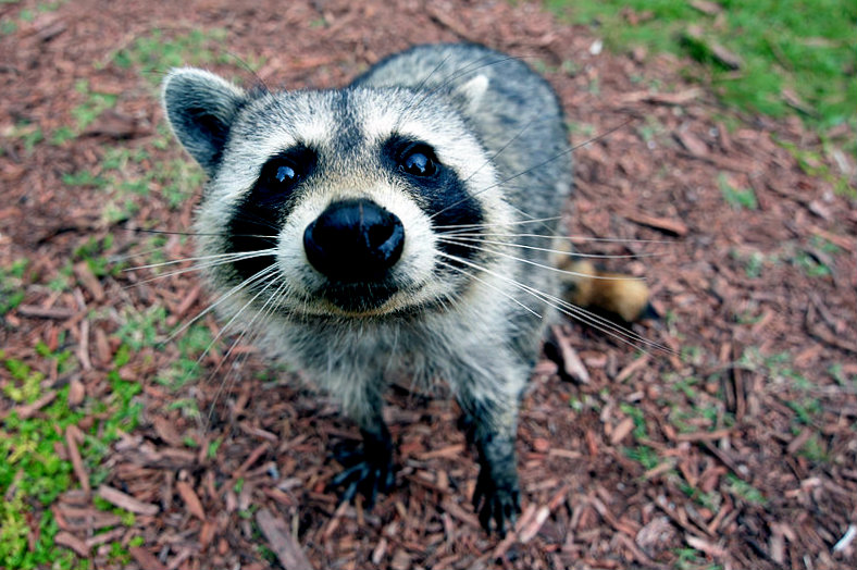 raccoon photo