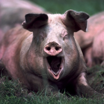 swine