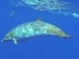 Blainsvilles Beaked Whale