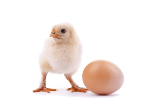 Chicken Egg