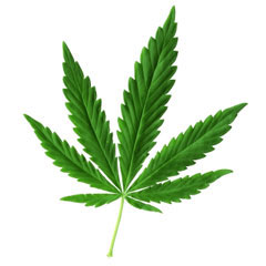 marijuana leaf