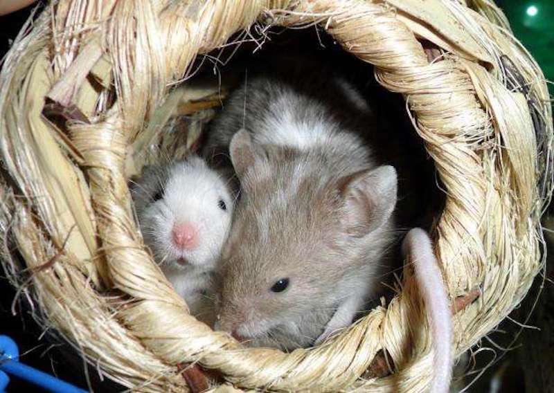 Credit: Martha Sexton/public domain