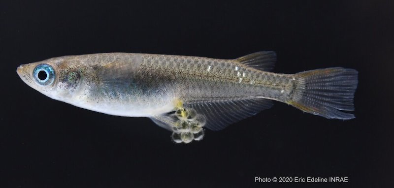 Medaka female (Oryzias latipes) carrying eggs. Credit: Eric Edeline/INRAE